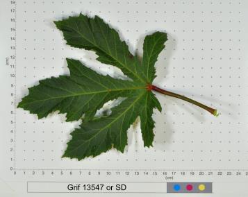 column LEAF