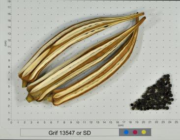 column FRUIT