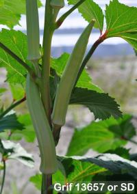 column FRUIT