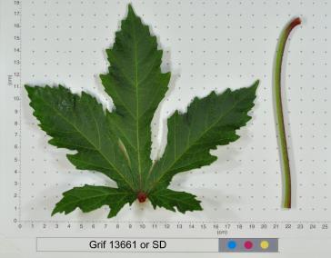 column LEAF