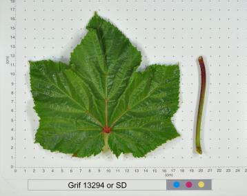 column LEAF