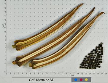 column FRUIT