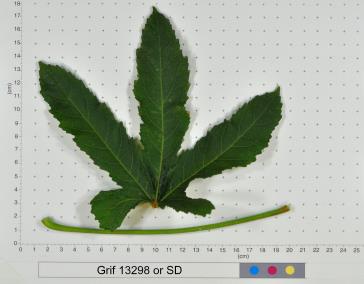 column LEAF