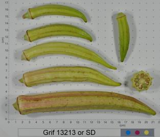 Click for 2 image(s) for this accession. FRUIT