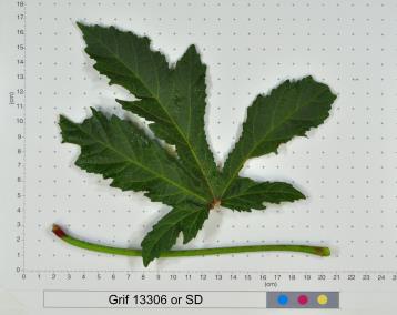 column LEAF