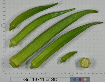 Click for 2 image(s) for this accession. FRUIT