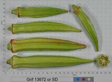 Click for 2 image(s) for this accession. FRUIT