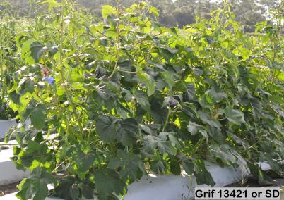 column Plant