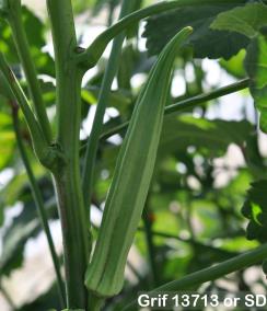 column FRUIT