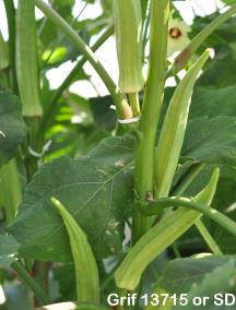 column FRUIT