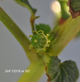 Click for 3 image(s) for this accession.
