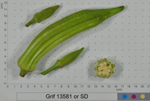 Click for 2 image(s) for this accession. FRUIT