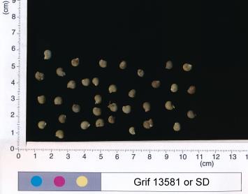 column SEED