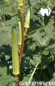 column FRUIT