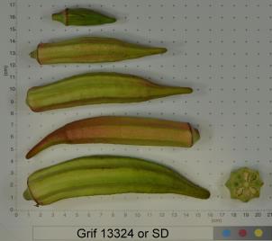 Click for 2 image(s) for this accession. FRUIT
