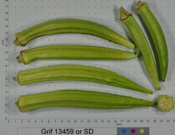 Click for 2 image(s) for this accession. FRUIT