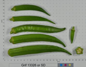 Click for 2 image(s) for this accession. FRUIT