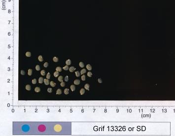 column SEED