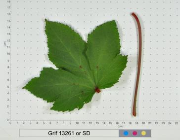 column LEAF