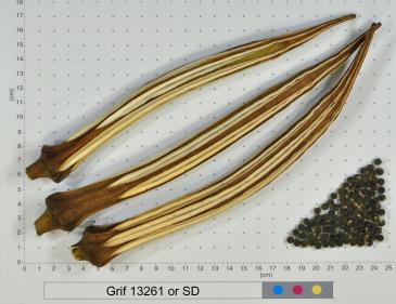 column FRUIT