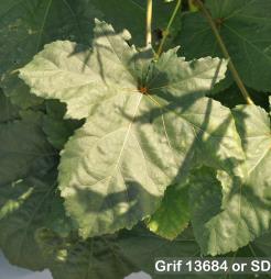 column Leaf