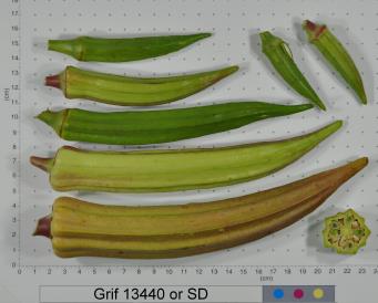 Click for 2 image(s) for this accession. FRUIT