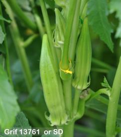 column FRUIT