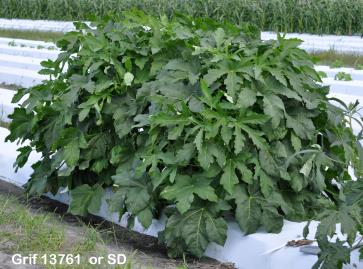 column Plant