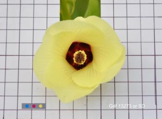 column FLOWER