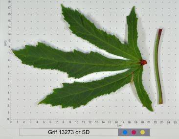 column LEAF
