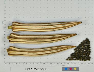 column FRUIT