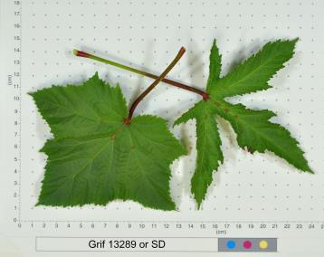 column LEAF