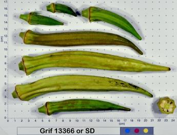column Fruit