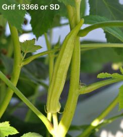 column FRUIT