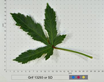 column LEAF
