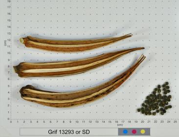 column FRUIT