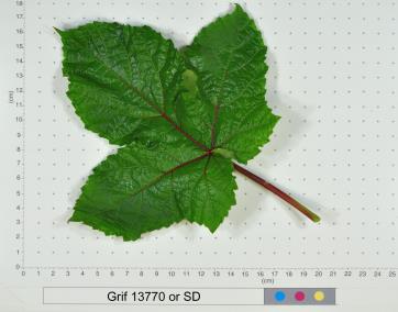 column LEAF