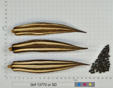 column FRUIT