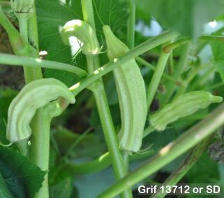 column FRUIT