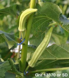 column FRUIT