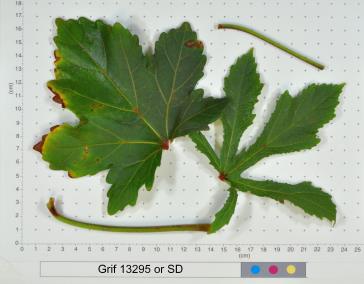 column LEAF