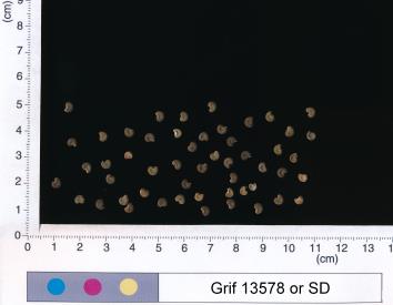 column SEED