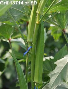 column FRUIT