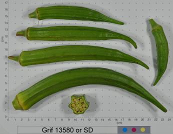 Click for 2 image(s) for this accession. FRUIT