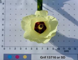 column Flower
