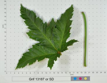 column LEAF