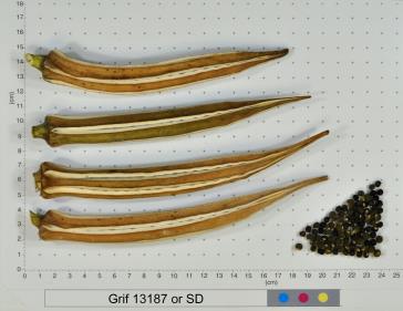 column FRUIT