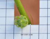 Click for 5 image(s) for this accession.