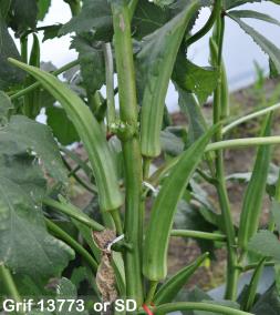 column FRUIT