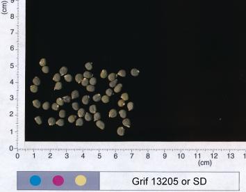 column SEED